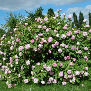 Светло розов с лилави ивици - Стари рози-Бурбонски рози